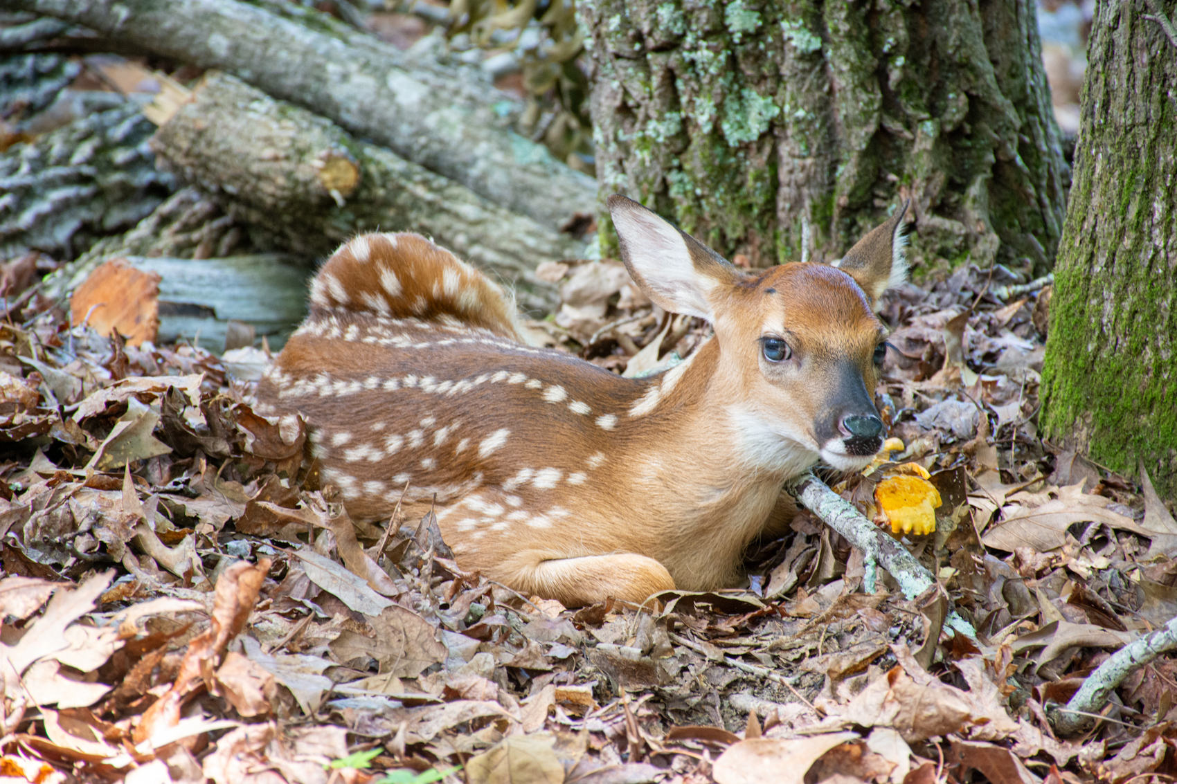 The Deer at Craig's House